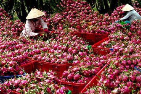 Nông sản Việt Nam: Áp dụng chuẩn chất lượng để từng bước đáp ứng chuẩn hội nhập