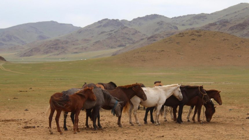 Mông Cổ có thể là cái nôi của ngành thú y