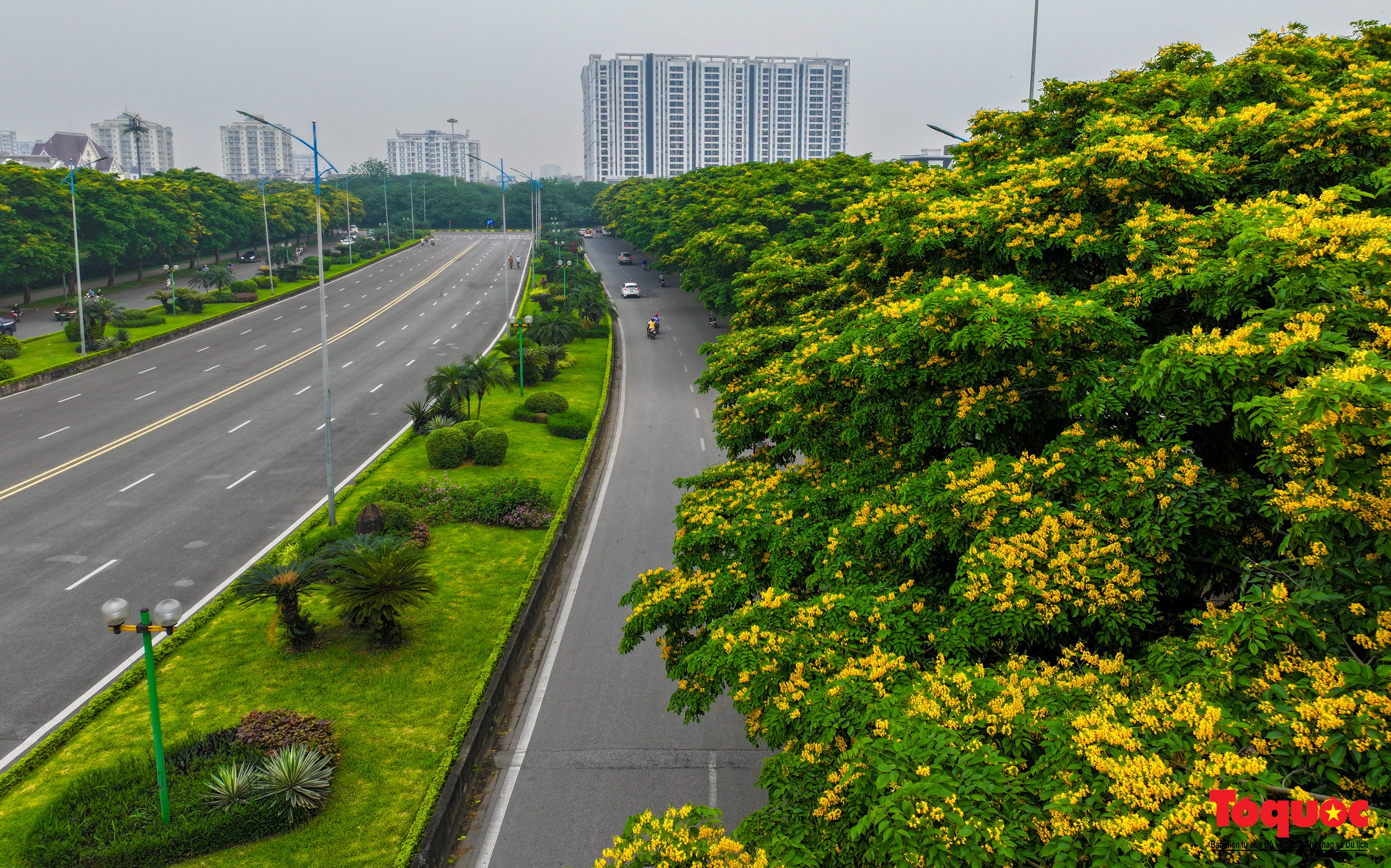 Mùa hoa Giáng Hương "nhuộm" vàng rực rỡ đường phố Hà Nội - Ảnh 1.