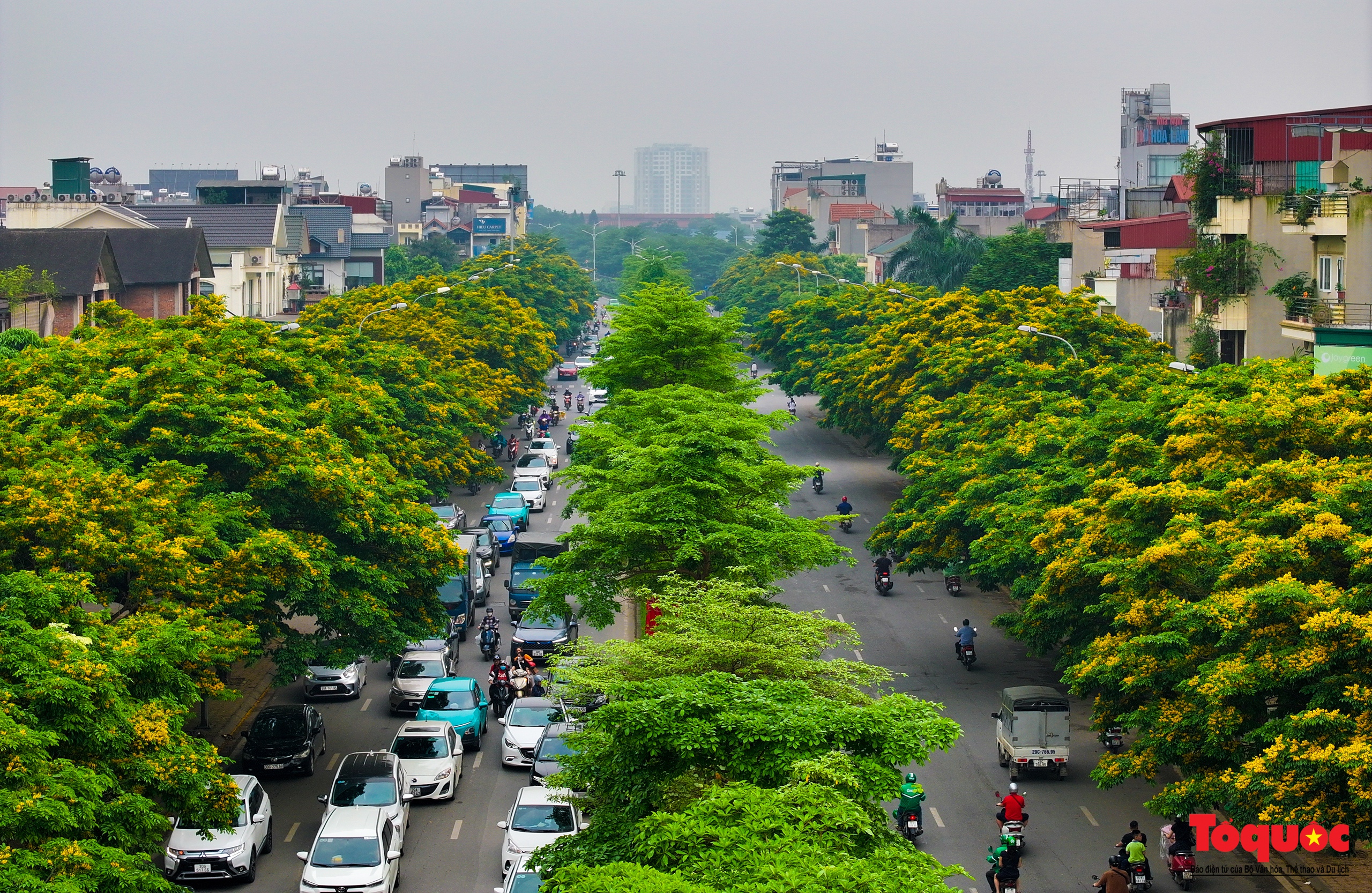 Mùa hoa Giáng Hương "nhuộm" vàng rực rỡ đường phố Hà Nội - Ảnh 2.