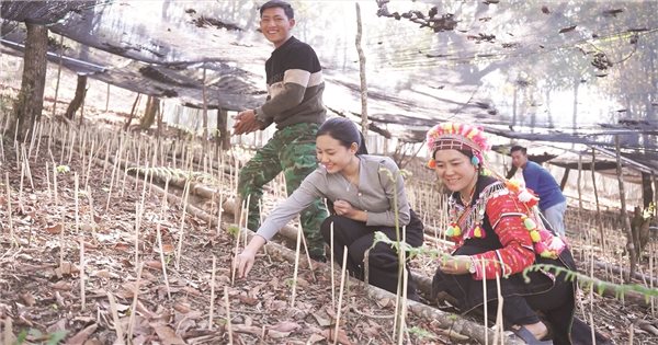 La Hu people grow Lai Chau ginseng