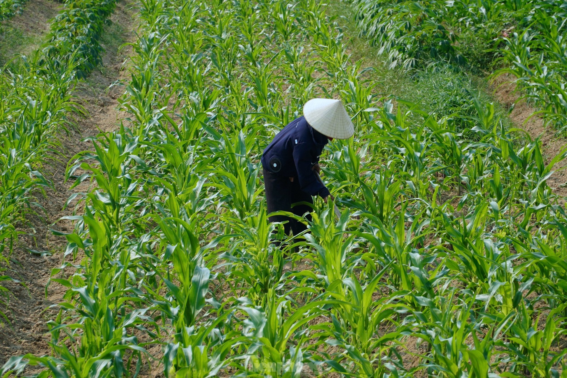 Los agricultores luchan por ganarse la vida durante el pico de calor. Foto 1