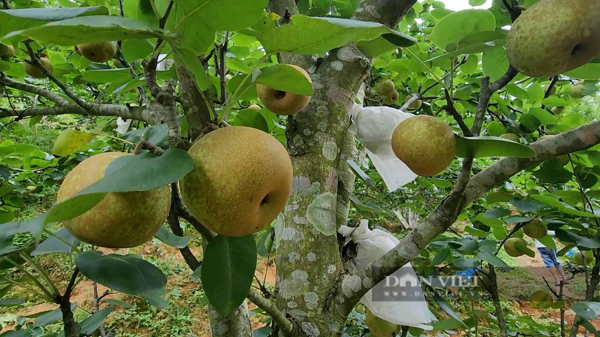 Nông dân huyện này của Yên Bái trồng lê, cây thấp tè đã ra trái quá trời, có nhà giàu trông thấy- Ảnh 4.