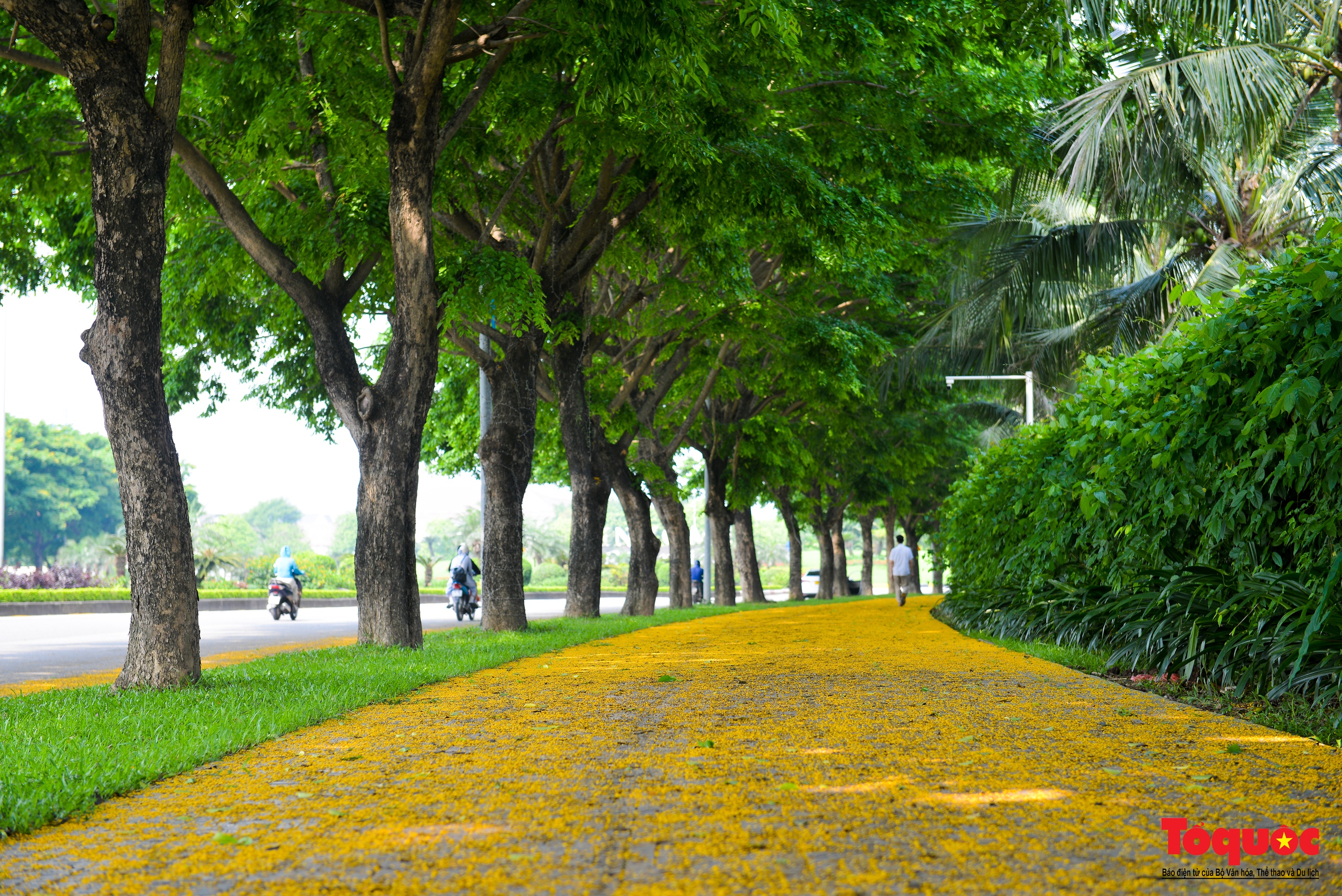 Mùa hoa Giáng Hương "nhuộm" vàng rực rỡ đường phố Hà Nội - Ảnh 13.