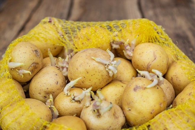Las verduras consumidas regularmente pueden causar intoxicación.