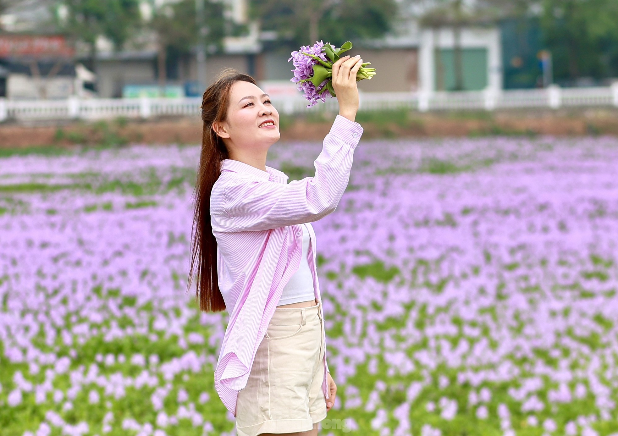 Hanoi youth enjoy checking in at the purple water hyacinth field photo 9