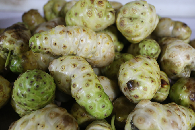 La fruta de noni es blanca cuando está madura y contiene muchos ingredientes activos con efectos beneficiosos para la salud y la prevención de enfermedades. Foto: Son Thuy