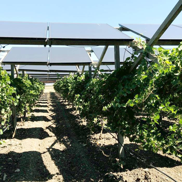 Vinedo solar vineyard2.jpeg