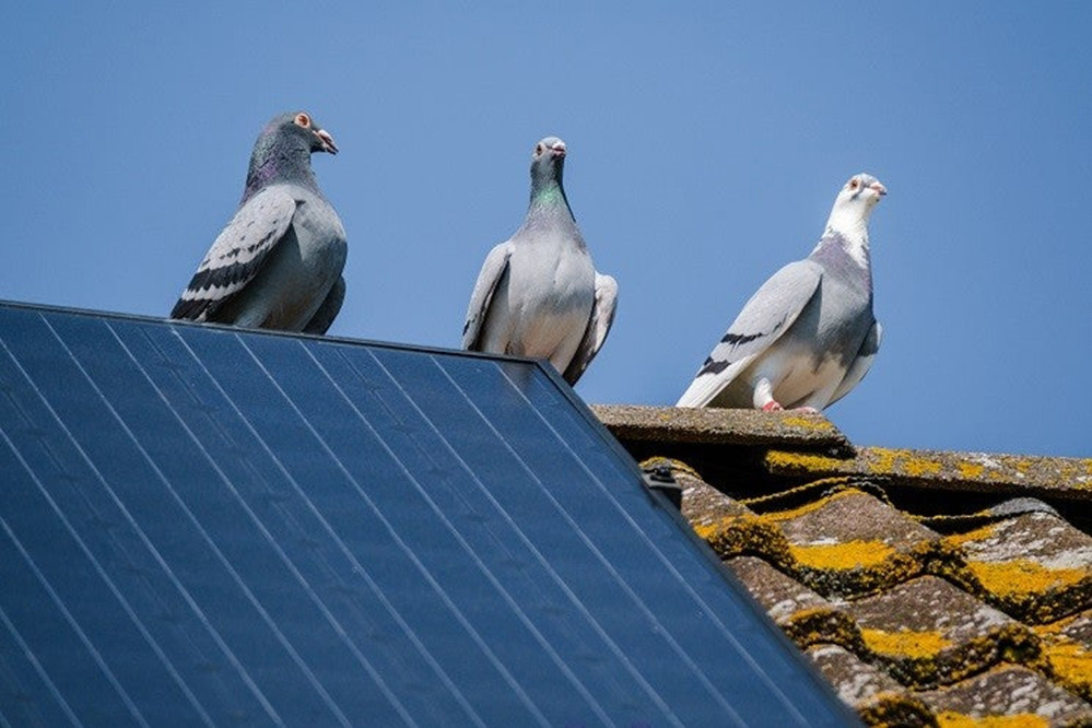 Las palomas dañan los paneles solares de los tejados y una empresa inventa un 'truco'