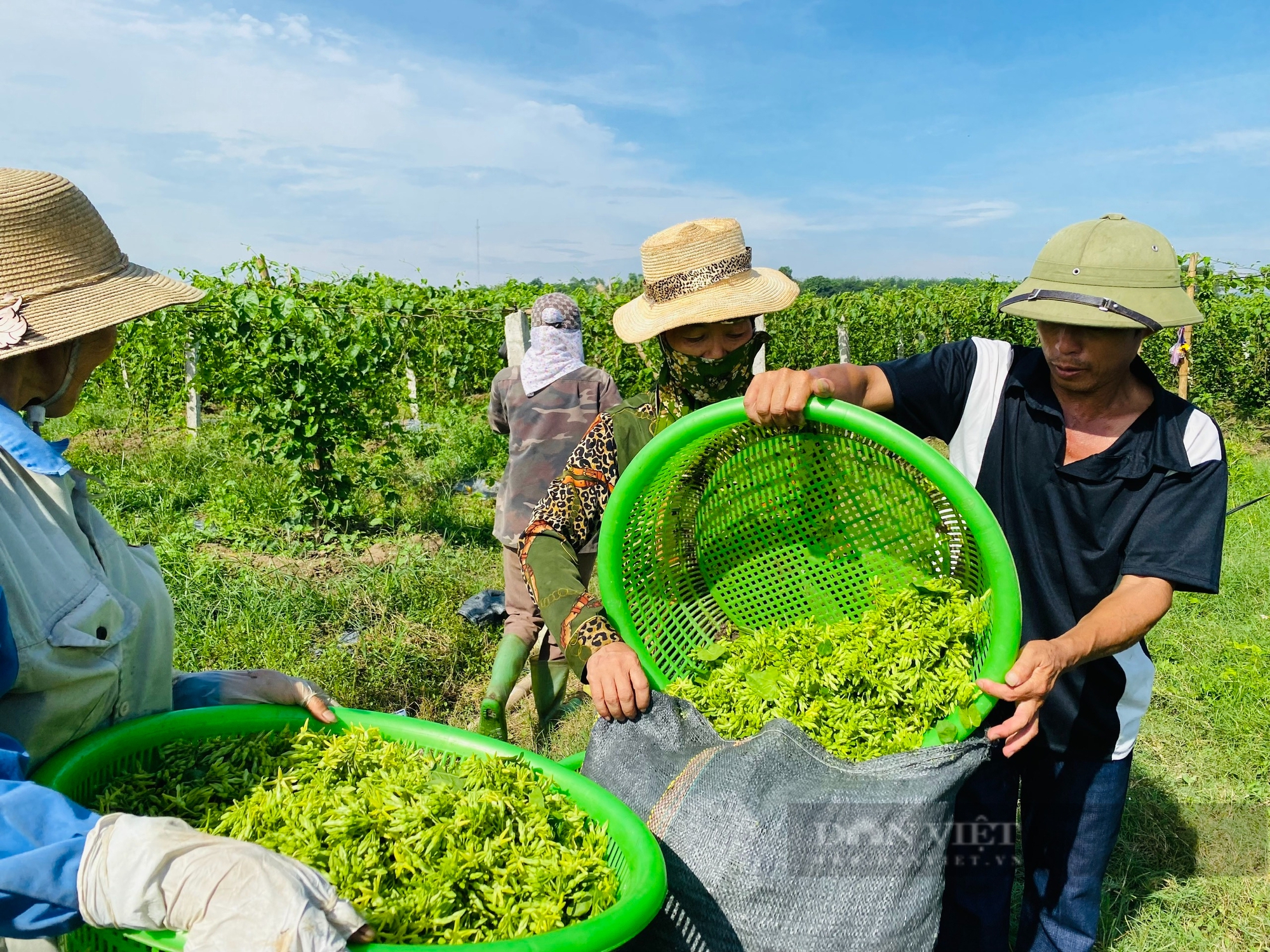 Thanh Hóa: Trồng thứ cây bò đi tứ phía, hái hoa đem đi bán kiếm 5 đến 6 triệu đồng/ngày- Ảnh 9.