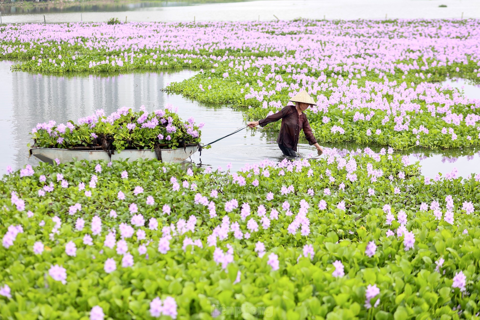 Hanoi youth enjoy checking in at the purple water hyacinth field photo 14