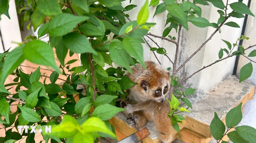 Espèce extrêmement rare de petit loris découverte à Bac Kan. (Photo : VNA)