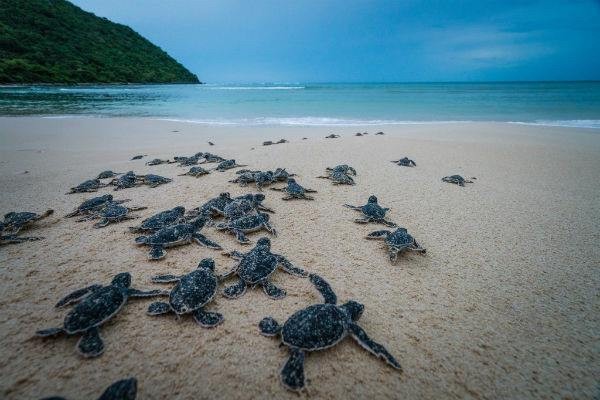 Einzigartige Fortpflanzungsaktivitäten seltener Meeresschildkröten im Con Dao Nationalpark