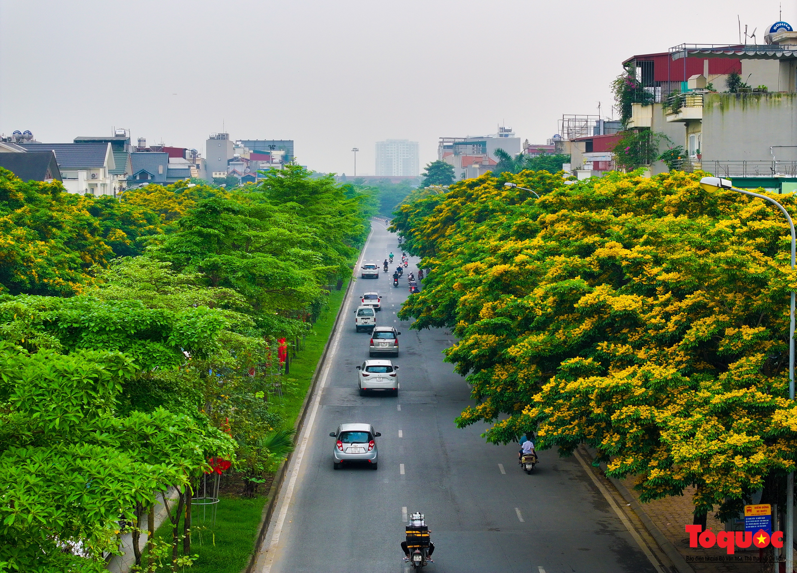 Mùa hoa Giáng Hương "nhuộm" vàng rực rỡ đường phố Hà Nội - Ảnh 9.