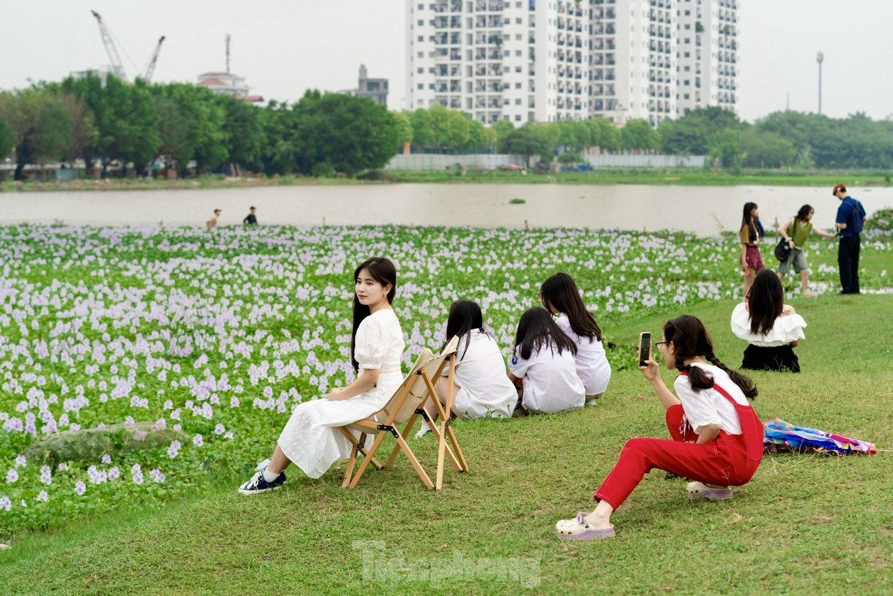 Hanoi youth enjoy checking in at the purple water hyacinth field photo 10
