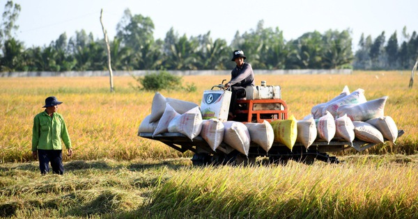 Hai bộ trưởng đồng tình đề xuất thành lập Hội đồng Lúa gạo quốc gia