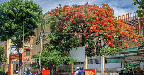 ផ្កា Royal poinciana រីក​យ៉ាង​អស្ចារ្យ​នៅ​ទីក្រុង Da Nang