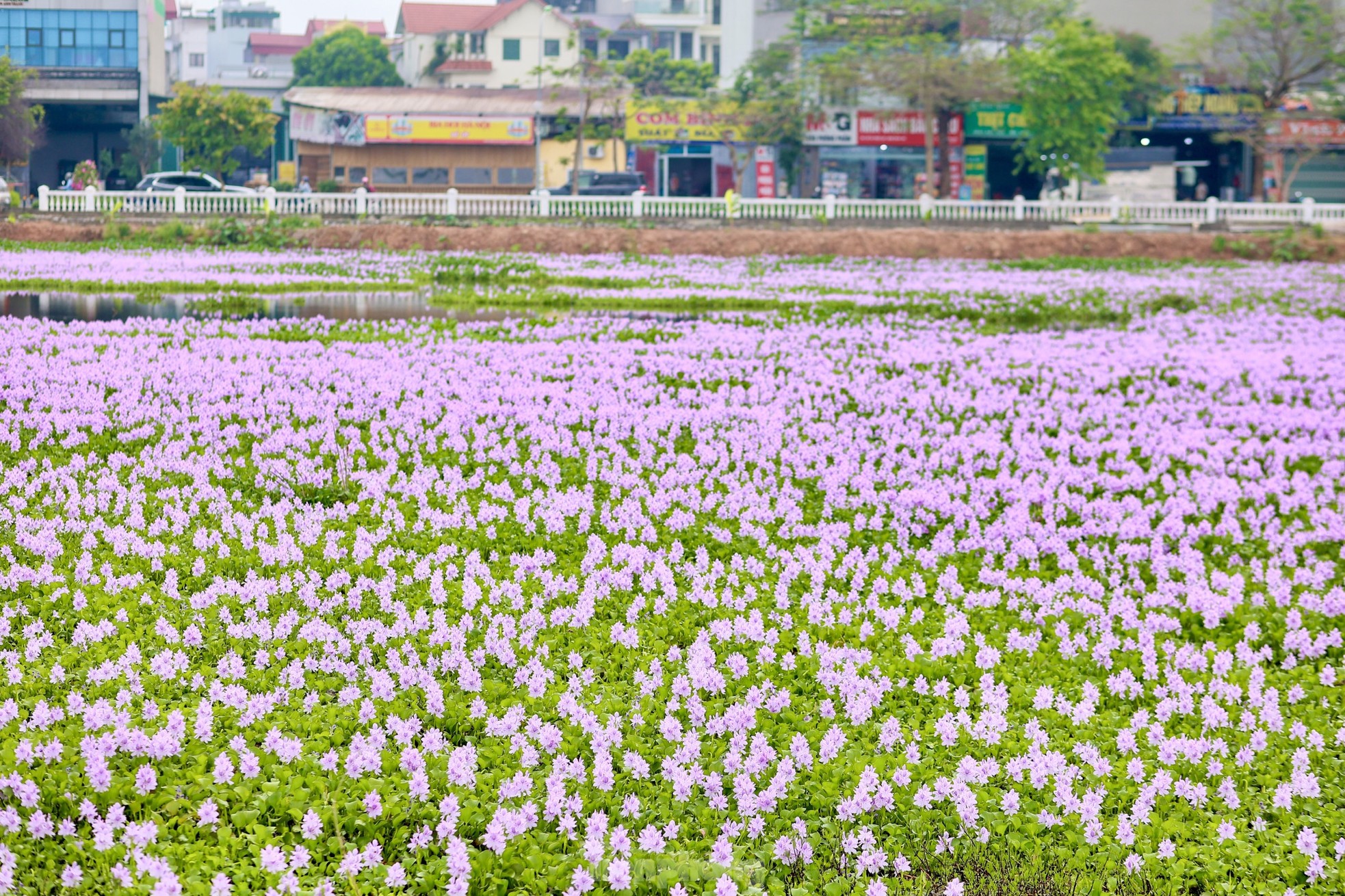 Hanoi youth enjoy checking in at the purple water hyacinth field photo 3