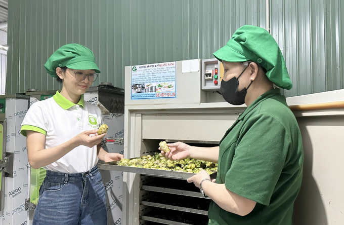 La Sra. Bui Thi Tuyet Nhung, a la derecha, está controlando la fruta de noni colocada en la secadora. Foto: Son Thuy