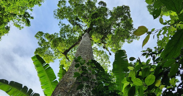 The thousand-year-old giant tree in the middle of Cuc Phuong forest