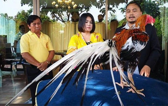 Một chú gà trống độc, lạ, quý được khách trả tới 14 tỷ đồng nhưng cô chủ xinh đẹp vẫn 