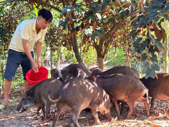 Ngồi chặt mít chín nuôi một loài động vật phàm ăn, một nông dân Sóc Trăng 