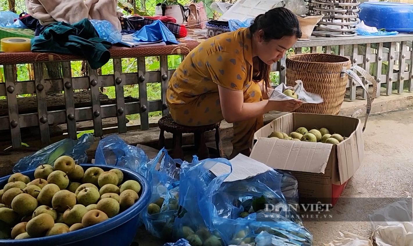 Nông dân huyện này của Yên Bái trồng lê, cây thấp tè đã ra trái quá trời, có nhà giàu trông thấy- Ảnh 5.