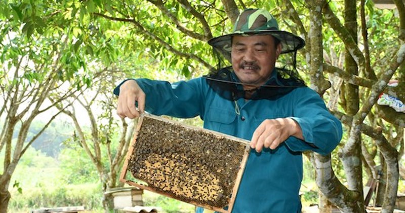 Người dân miền núi Quảng Bình thoát nghèo từ mật ong