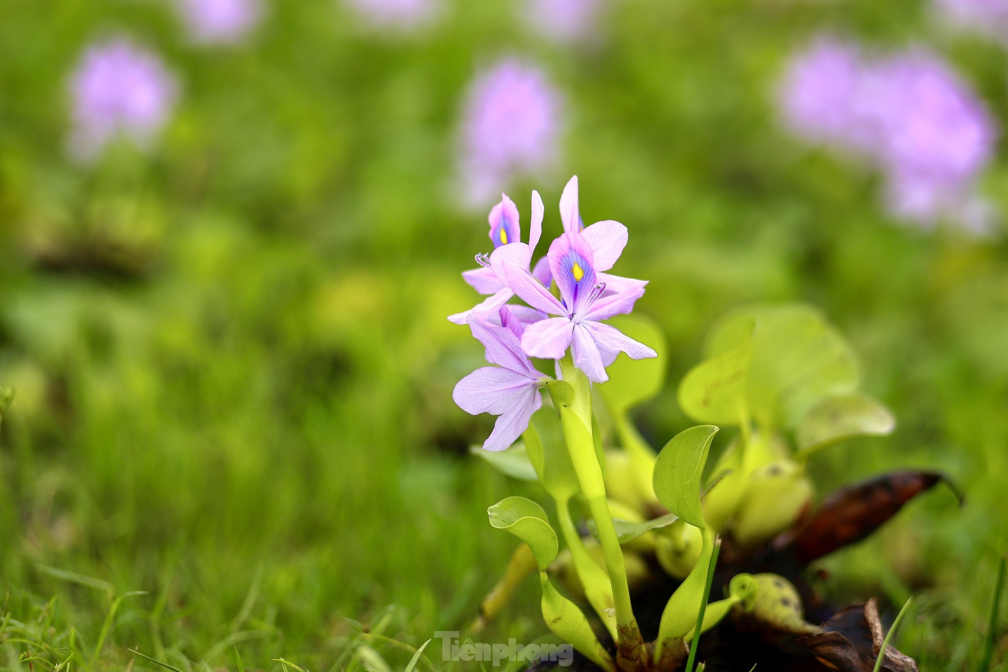 Hanoi youth enjoy checking in at the purple water hyacinth field photo 5