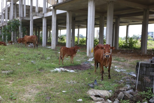โครงการพัฒนาเมืองมูลค่ากว่า 4 ล้านล้านบาท ‘ระงับ’ ปลัดจังหวัดกวางนามสั่งอะไร? ภาพที่ 4