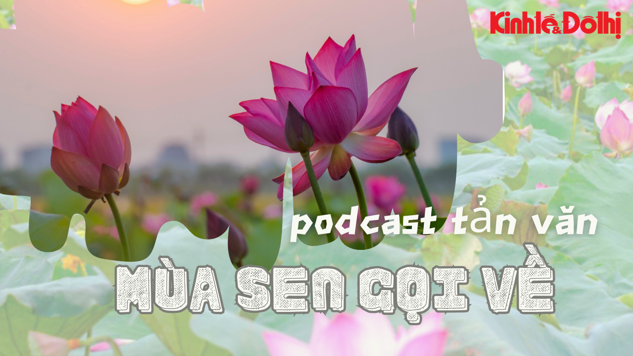 Podcast Tản văn: Mùa sen