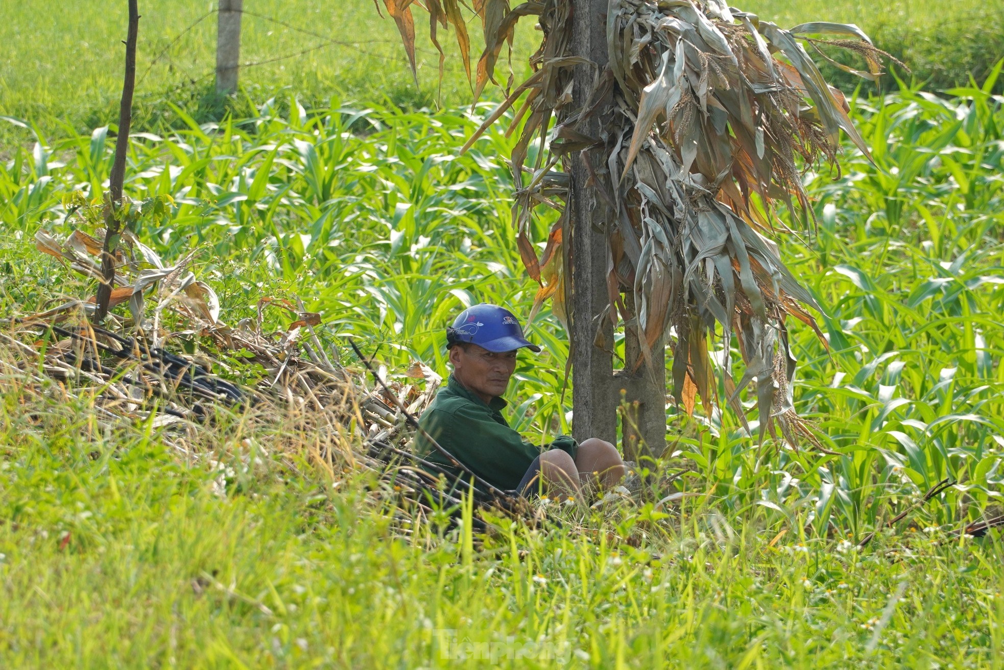 Los agricultores luchan por ganarse la vida en el calor del momento. Foto 8