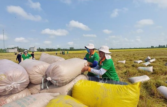 Giá gạo xuất khẩu giảm nhẹ