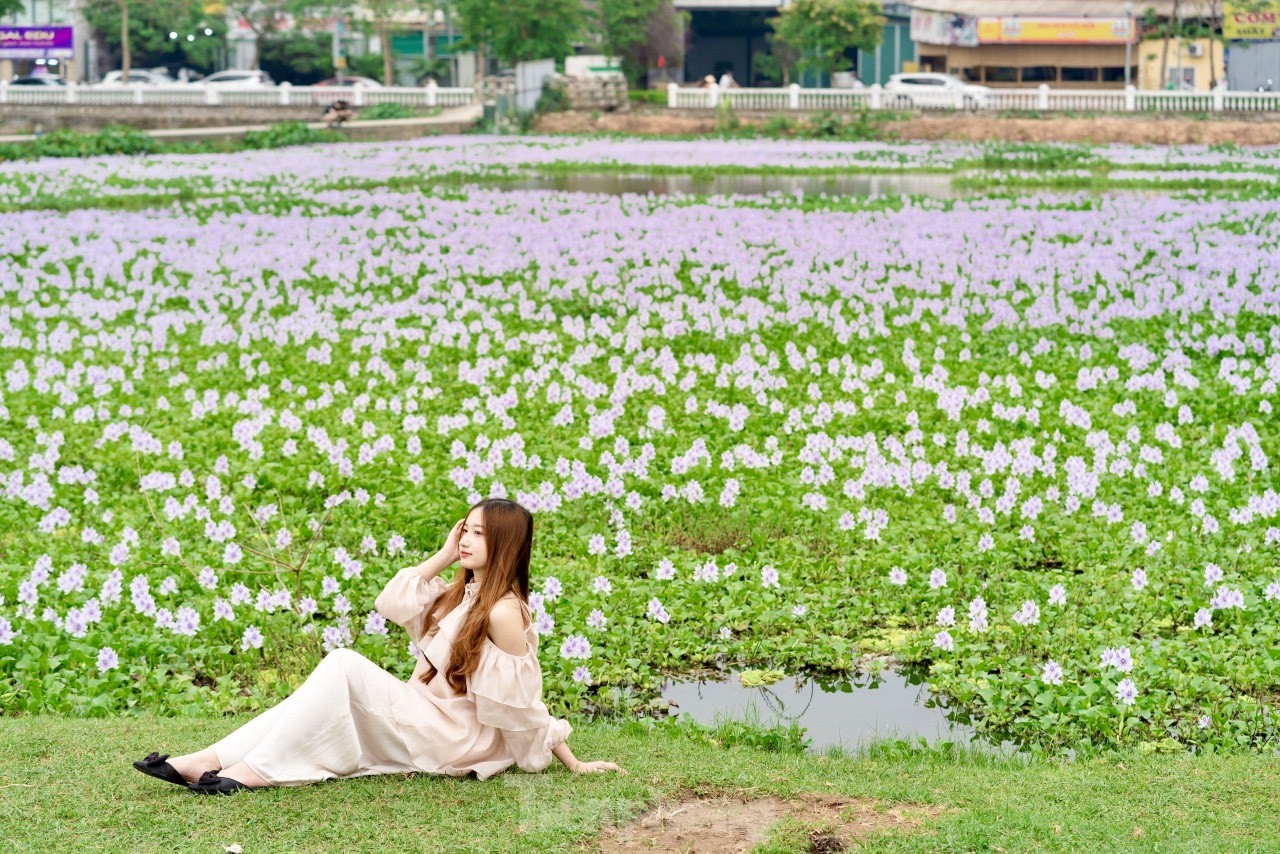 Hanoi youth enjoy checking in at the purple water hyacinth field photo 11