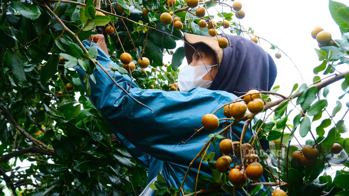 Trabajadores con impermeables cosechan longan. Foto: Mi Ly