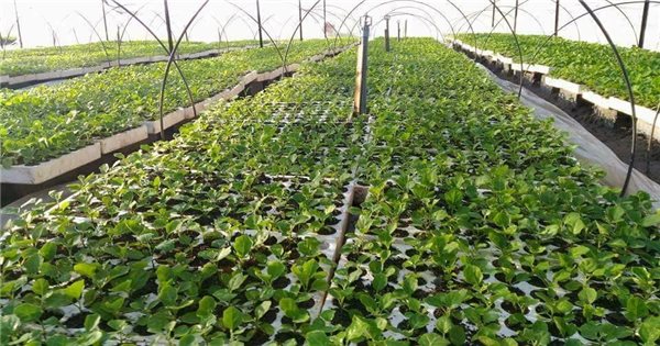 Bắc Kạn: Đánh thức tiềm năng, mở lối trồng dược liệu theo công nghệ cao