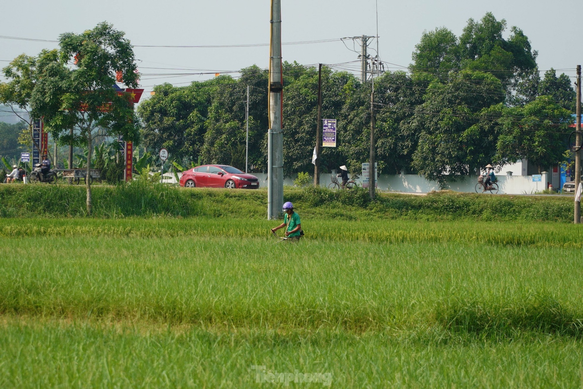 Los agricultores luchan por ganarse la vida durante el pico de calor. Foto 3