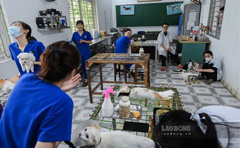 Competent Veterinary Medicine students will have wide-open job opportunities. Photo: Ta Quang