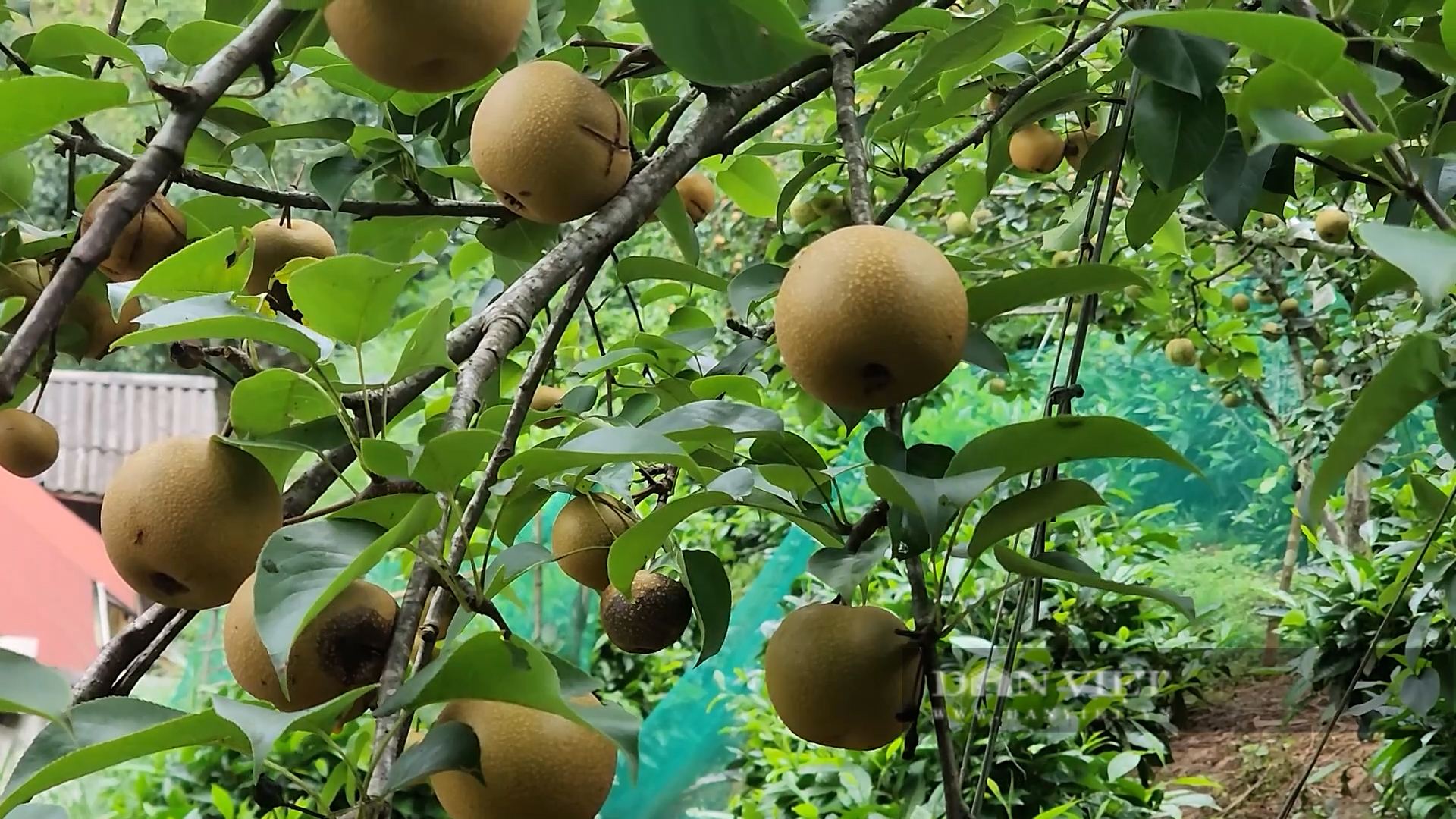 Nông dân huyện này của Yên Bái trồng lê, cây thấp tè đã ra trái quá trời, có nhà giàu trông thấy- Ảnh 3.