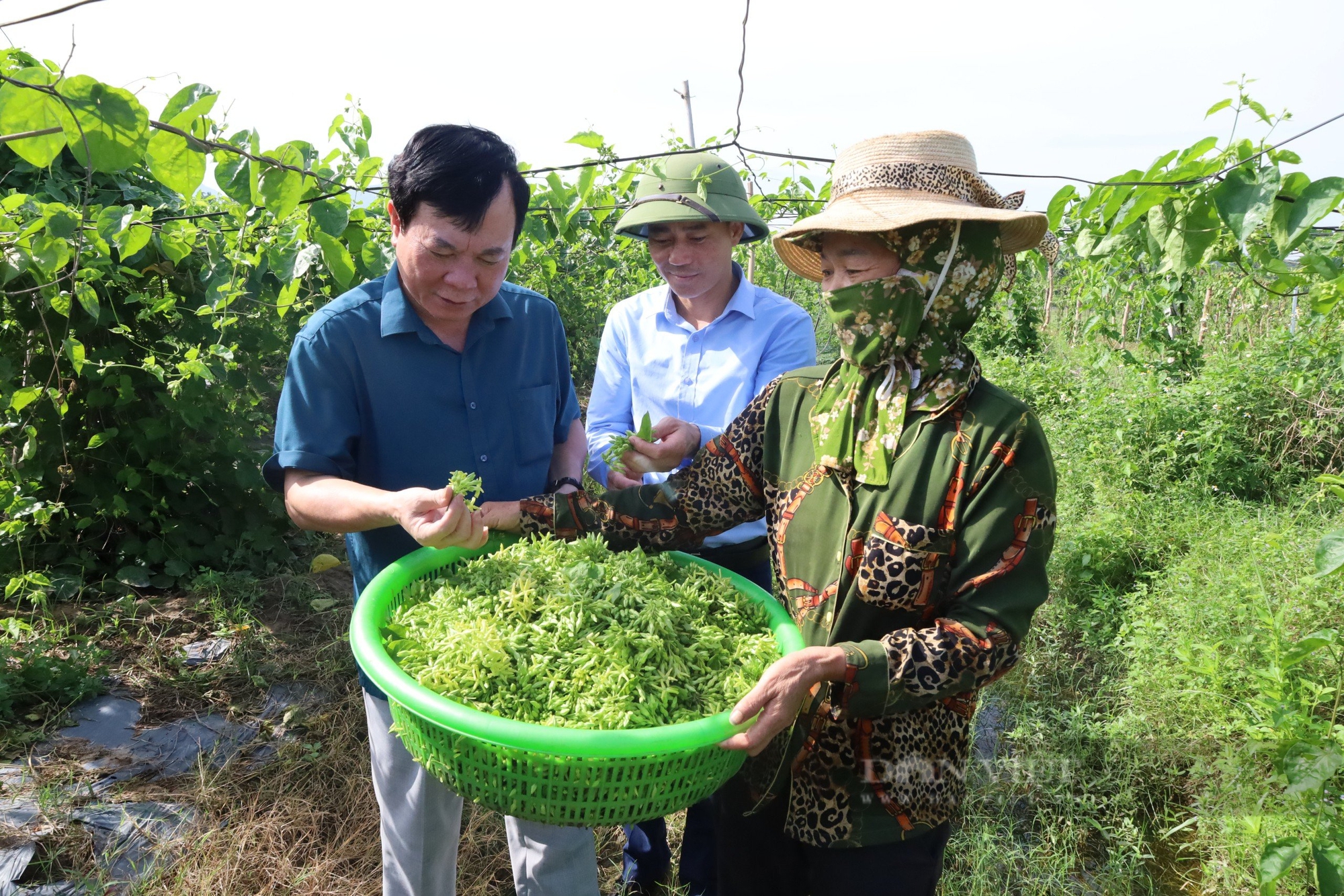 Thanh Hóa: Trồng thứ cây bò đi tứ phía, hái hoa đem đi bán kiếm 5 đến 6 triệu đồng/ngày- Ảnh 7.