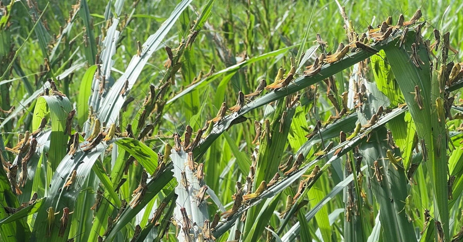 Schädlinge befallen landwirtschaftliche Nutzpflanzen, 11 Provinzen erhalten dringende Anweisungen