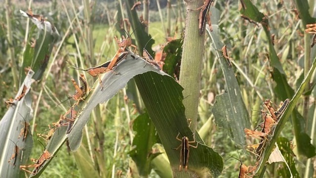Châu chấu tre gây hại tại nhiều tỉnh, không loại trừ ảnh hưởng đến Hà Nội