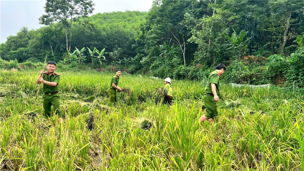 自治体警察が稲刈りを手伝う