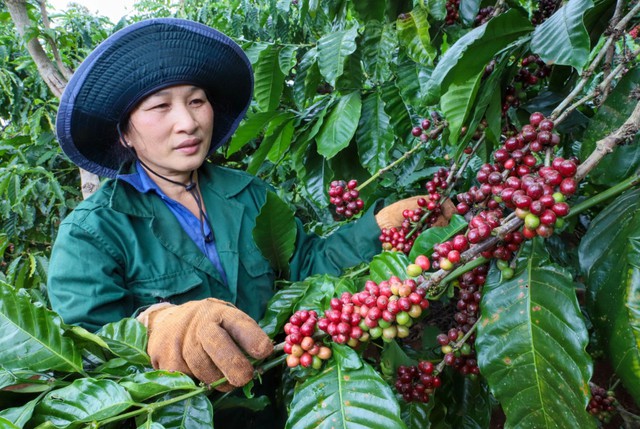 Hé lộ 'chìa khóa' bứt tốc xuất khẩu nông sản vào EU- Ảnh 2.