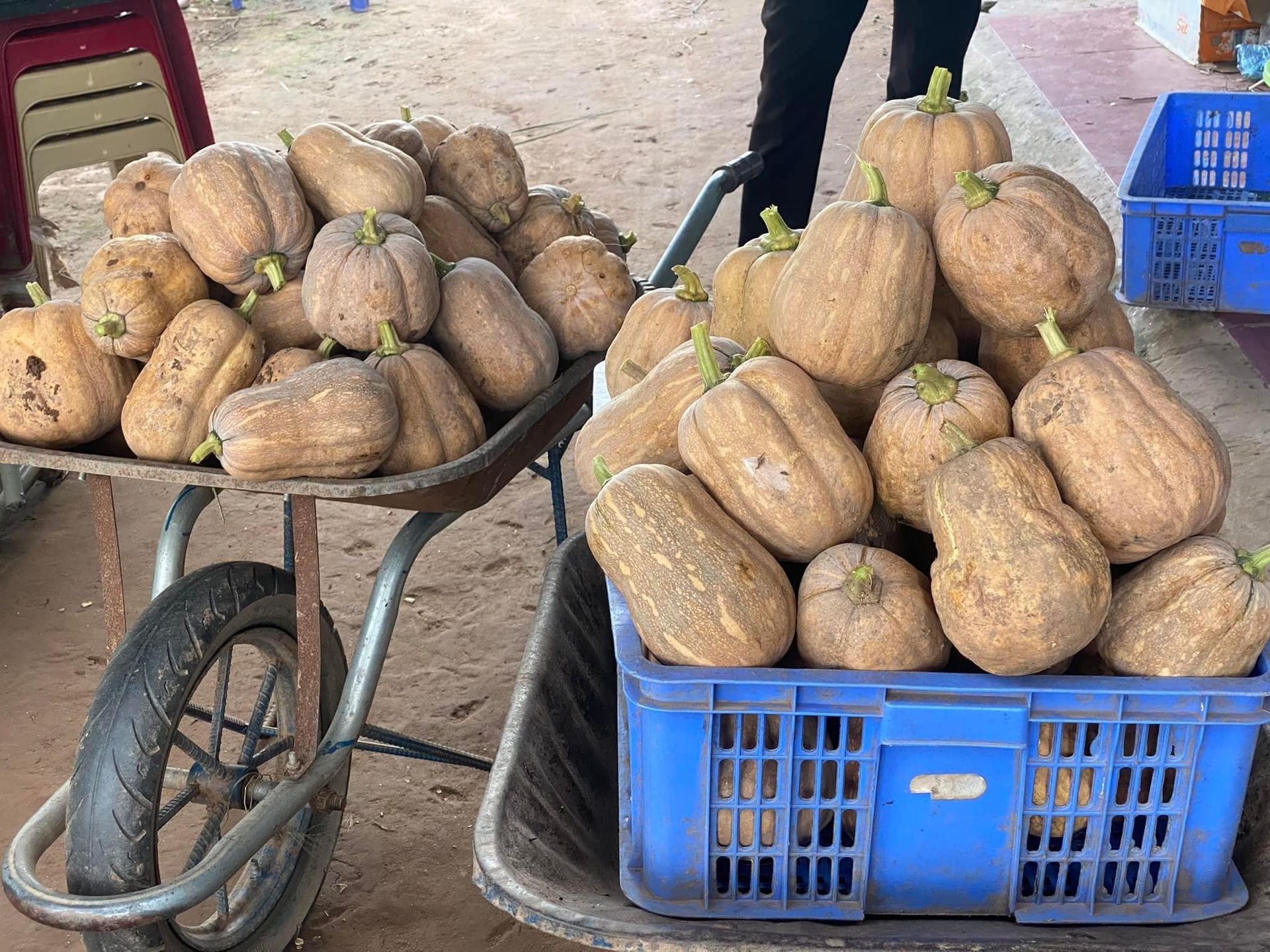 Vợ chồng tiến sỹ về quê làm nông dân, bán 5 tấn nông sản/tháng - 11