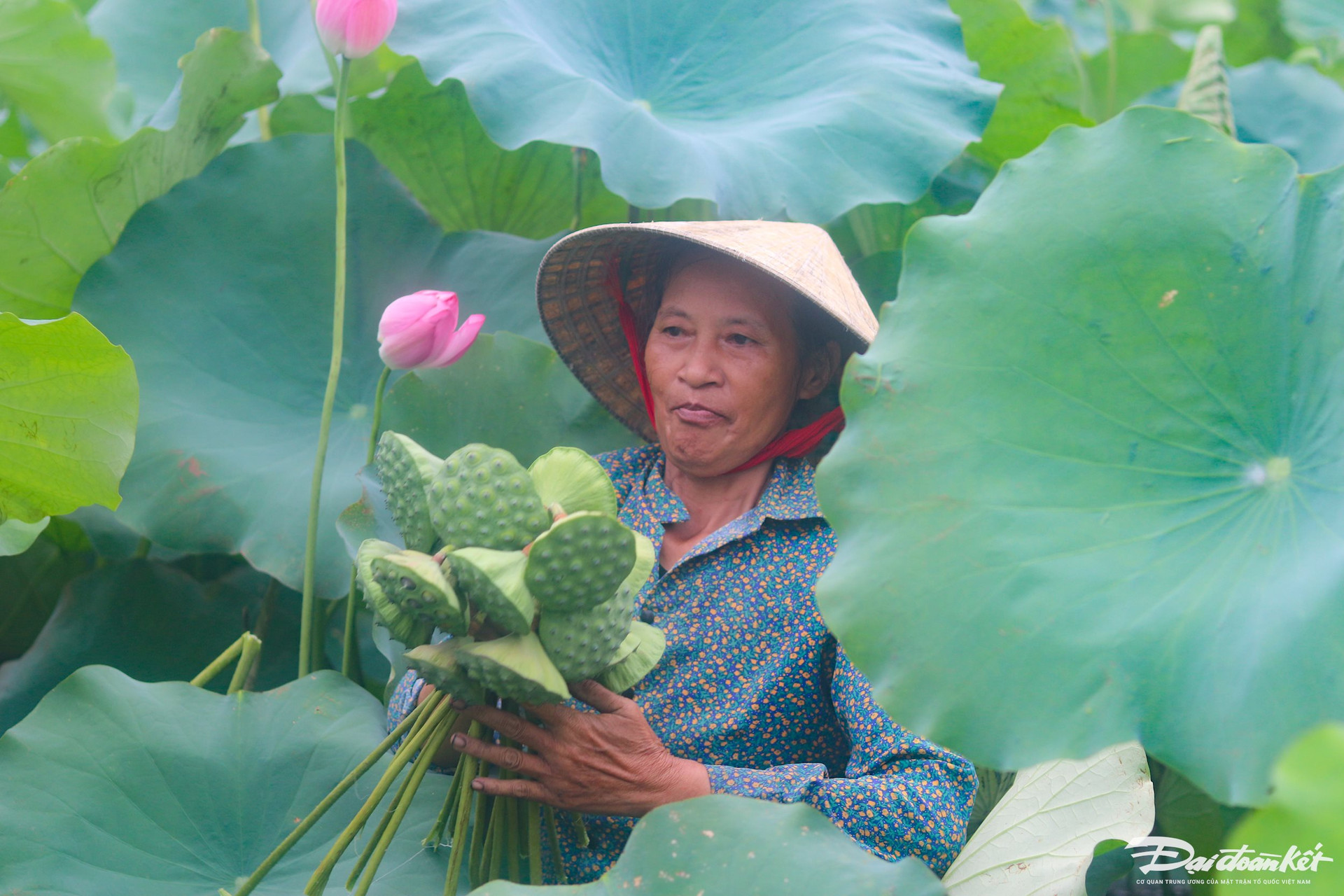 Bên trong thành nhà Hồ ở Thanh Hóa trồng loại hoa sen cổ, mùi thơm ngào ngạt, dân tình tha hồ chụp ảnh- Ảnh 6.