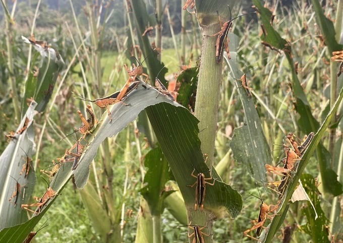 More than 1,000 hectares of crops in the northern provinces are being damaged by bamboo locusts.