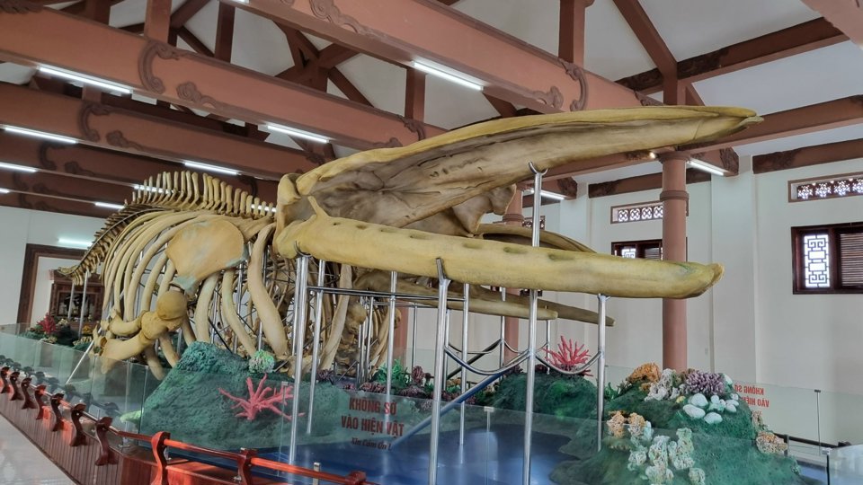 Previously, the whale bones were kept in the mausoleum, but over hundreds of years, many parts were damaged, especially the head. The restoration unit had to use the method of plasticizing some rotten bones and restoring the whale head with composite resin.