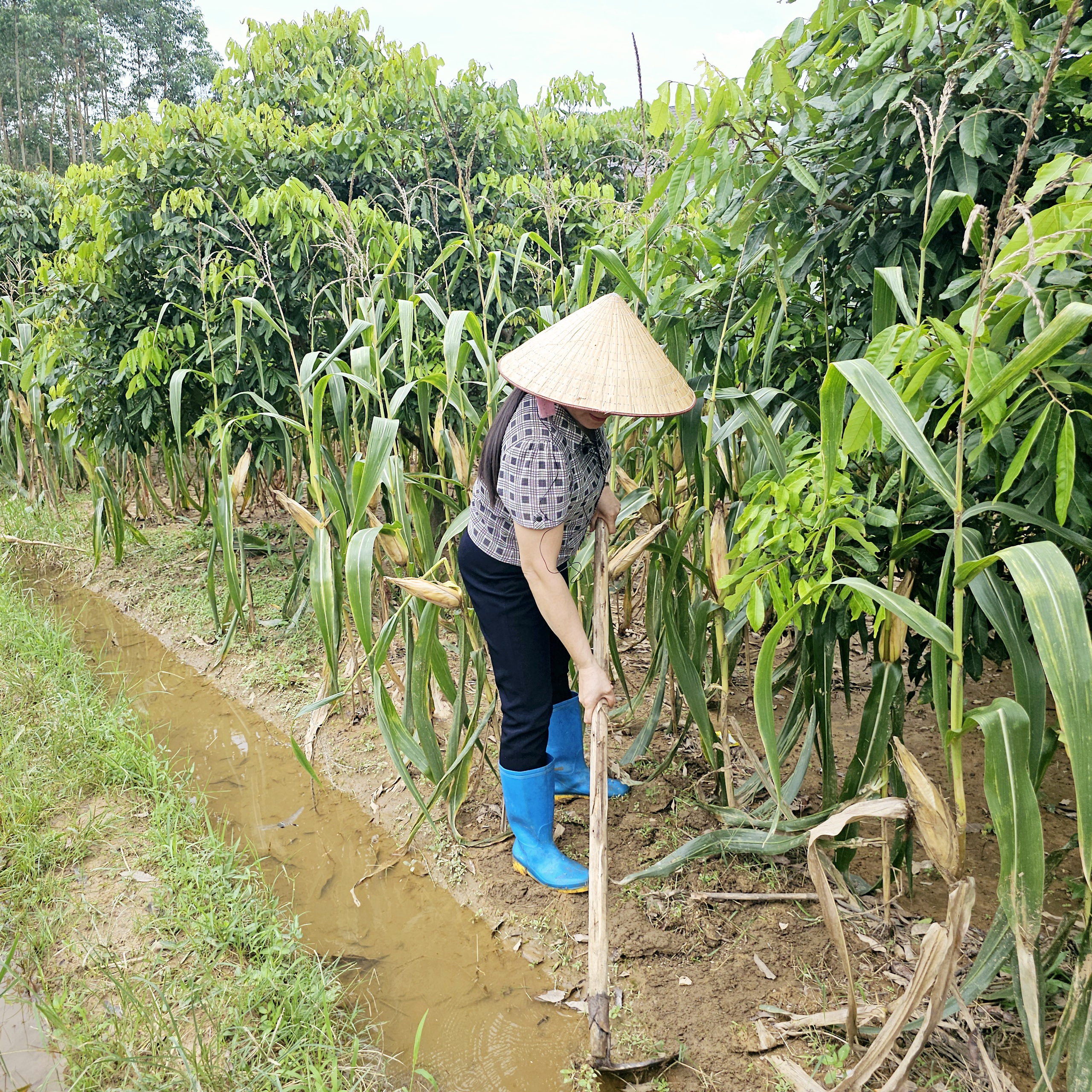 Người phụ nữ Cao Lan biến đất đồi thành tiền - Ảnh 2.