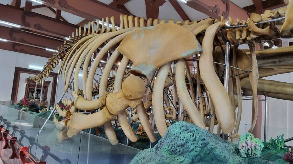 Two whale skeletons have been preserved by Ly Son people for about 250 - 300 years, with lengths of 18m and 22m respectively, and height of nearly 4m.